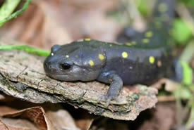 Spotted Salamander by Bill Hubick.